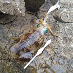 今シーズンラストエギング