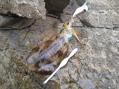 今シーズンラストエギング