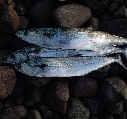 朝マズメのサゴシゲーム