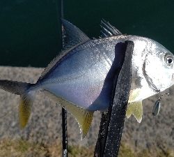 メッキと謎の魚