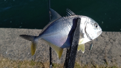 メッキと謎の魚