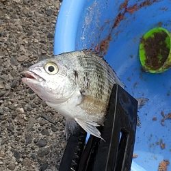 鯛の赤ちゃんらしき魚？
