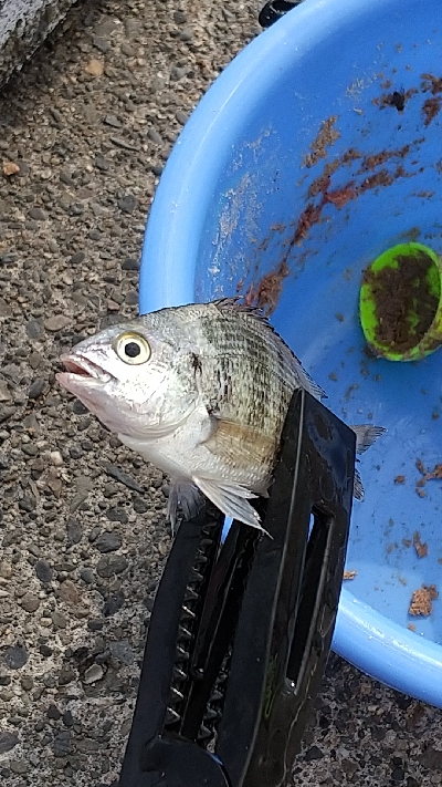 鯛の赤ちゃんらしき魚？ | 茨城 那珂湊港 サビキ クロダイ(チヌ) | 陸っぱり 釣り・魚釣り | 釣果情報サイト カンパリ