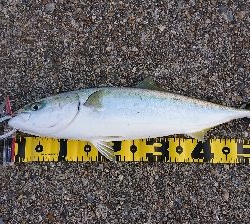 2021第1回播磨遠征