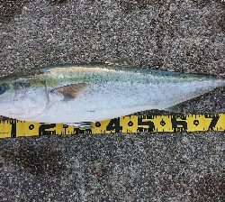 ダイエットト鰤 91cm