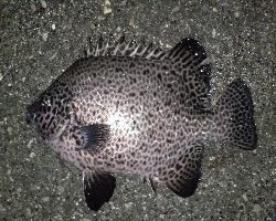 初めてイシガキダイ釣れました。