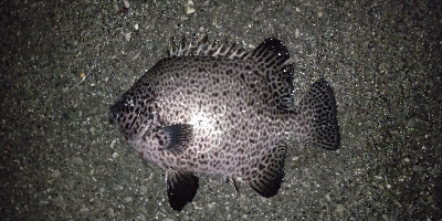 初めてイシガキダイ釣れました。