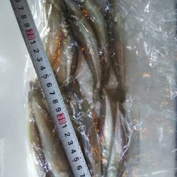 室津のキス釣り