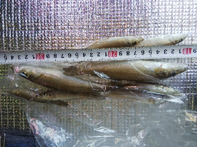 苅屋のキス釣り