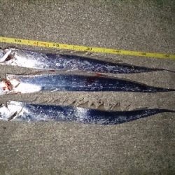 久しぶりのタチウオ