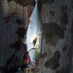 大サバ、メジロ