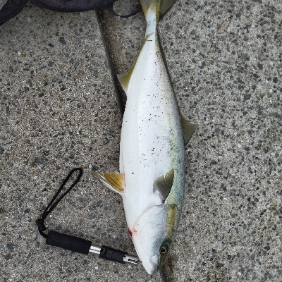 メジロ祭り 兵庫県 瀬戸内海側 南芦屋浜 ショアジギング メジロ ワラサ 陸っぱり 釣り 魚釣り 釣果情報サイト カンパリ