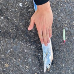 久しぶりの太刀魚