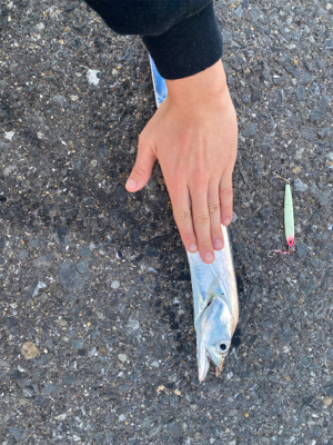 久しぶりの太刀魚