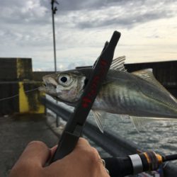 秋アジング開幕