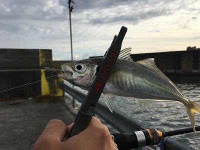 秋アジング開幕 青森 青森 アジング サバ 陸っぱり 釣り 魚釣り 釣果情報サイト カンパリ