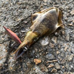 しまなみエギングまだ小さい