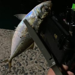 真夜中のアジング