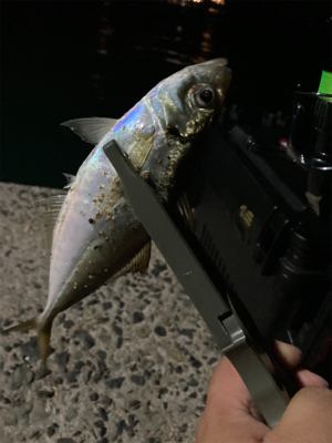 真夜中のアジング