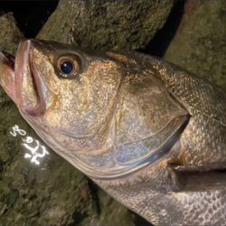 ウェーディングシーバス