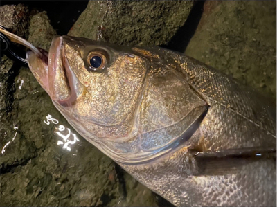 ウェーディングシーバス