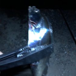 渋いがなんとか一匹