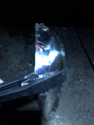 渋いがなんとか一匹