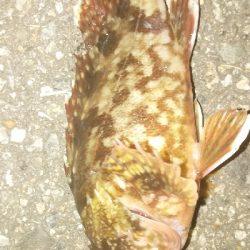 サビキ＆ぶっこみ