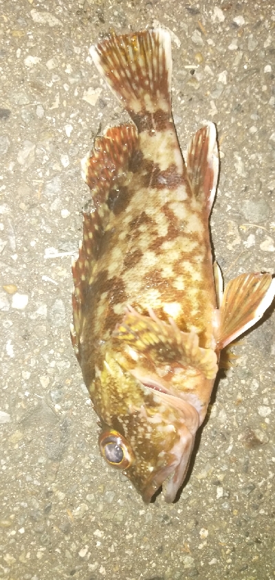 サビキ＆ぶっこみ