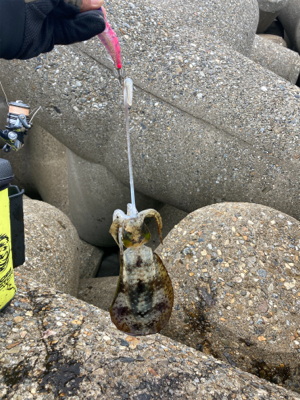 エギのローテは大事(^｡^)