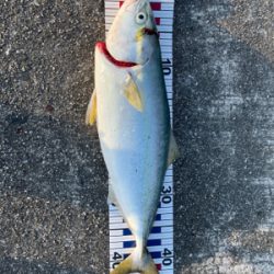 久し振りのハマチ