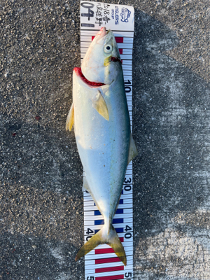 久し振りのハマチ