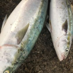 ショアジギング