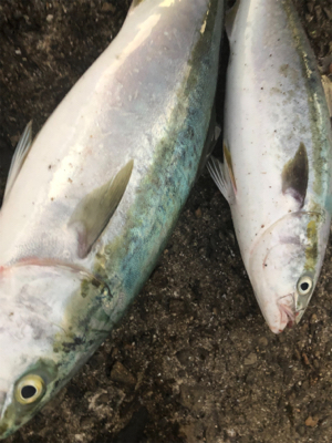 ショアジギング