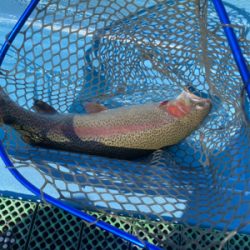 プールフィシング