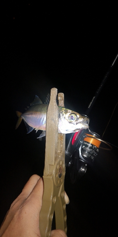 アジング練習320