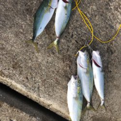 ショアジギング