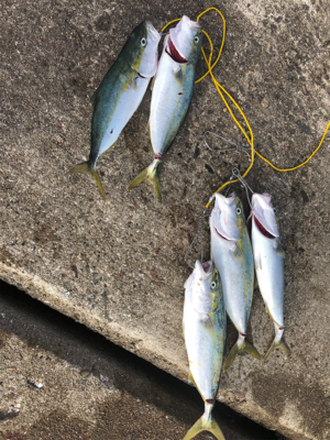 ショアジギング