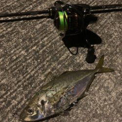 デカアジングとチーバス