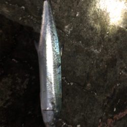 またまたサゴシ