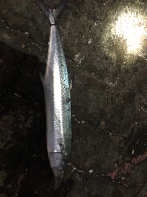 またまたサゴシ