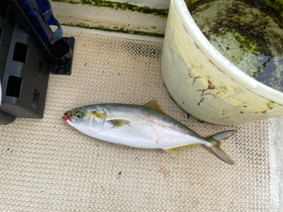 明石ジギング釣行