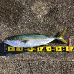 ひさしぶりめじろ