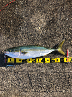 ひさしぶりめじろ