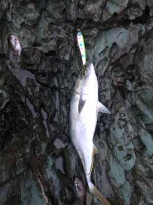 朝一水面ドカーン！！！