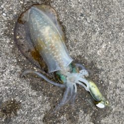 ぶっとびエギング