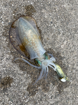 ぶっとびエギング