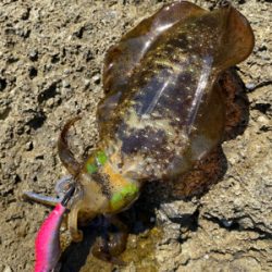 秋イカエギング