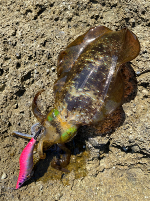 秋イカエギング