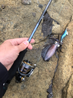 アオリイカサイズ上がってます!